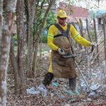 limpeza bosque